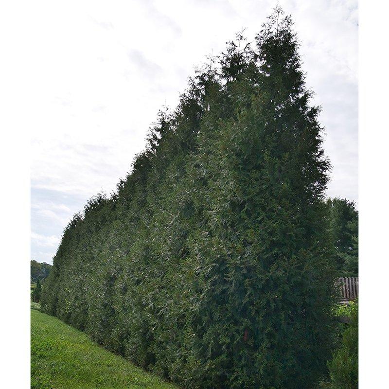 Thuja Plicata 'spring Grove' - View 15 from www redcrocus com