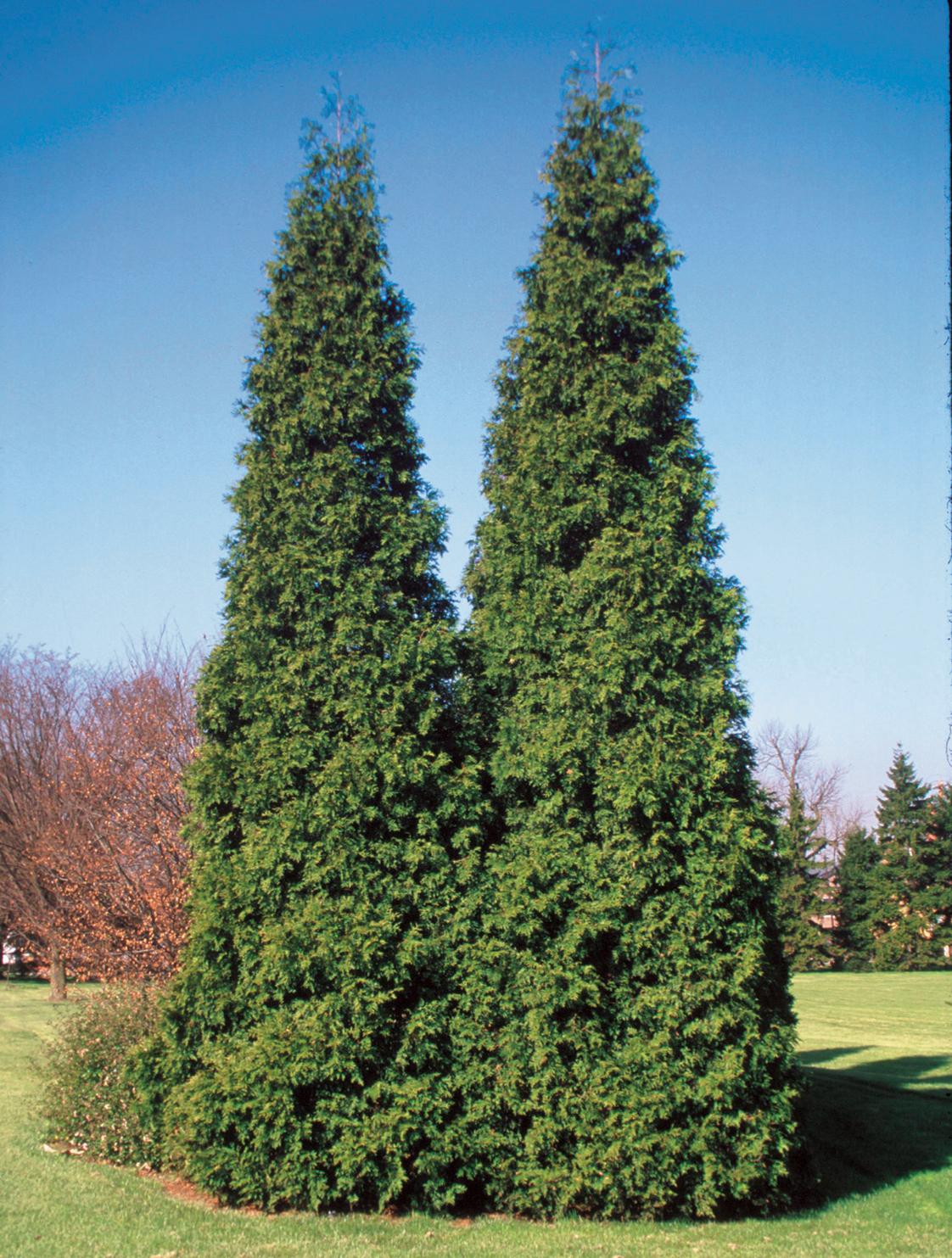Thuja Plicata 'spring Grove' - View 1 from www redcrocus com
