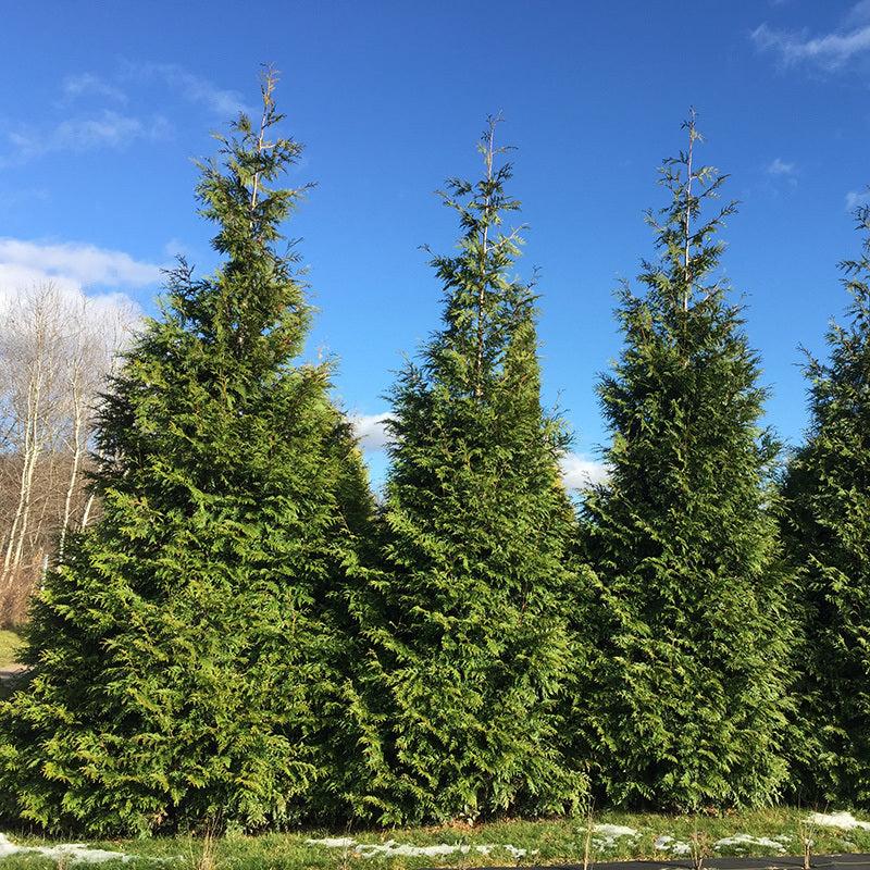 Thuja Plicata 'spring Grove' - View 3 from www redcrocus com