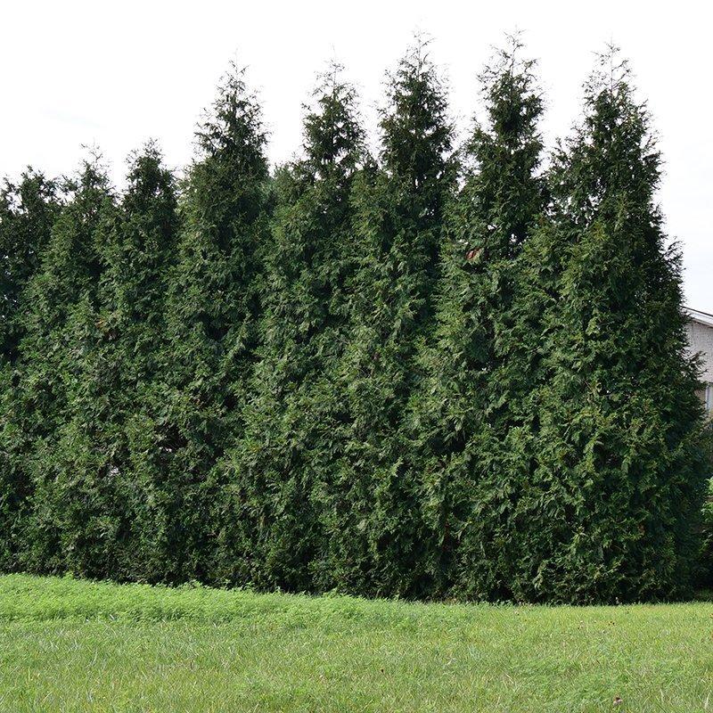 Thuja Plicata 'spring Grove' - View 4 from www redcrocus com