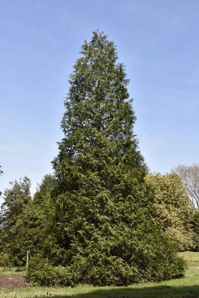 Thuja Plicata 'spring Grove' - View 5 from www redcrocus com