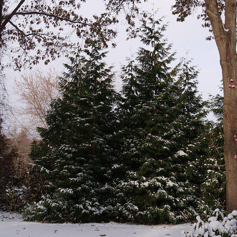 Thuja Plicata 'spring Grove' - View 8 from www redcrocus com