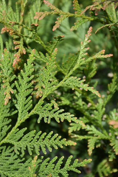 Thuja Plicata 'spring Grove' - View 9 from www redcrocus com