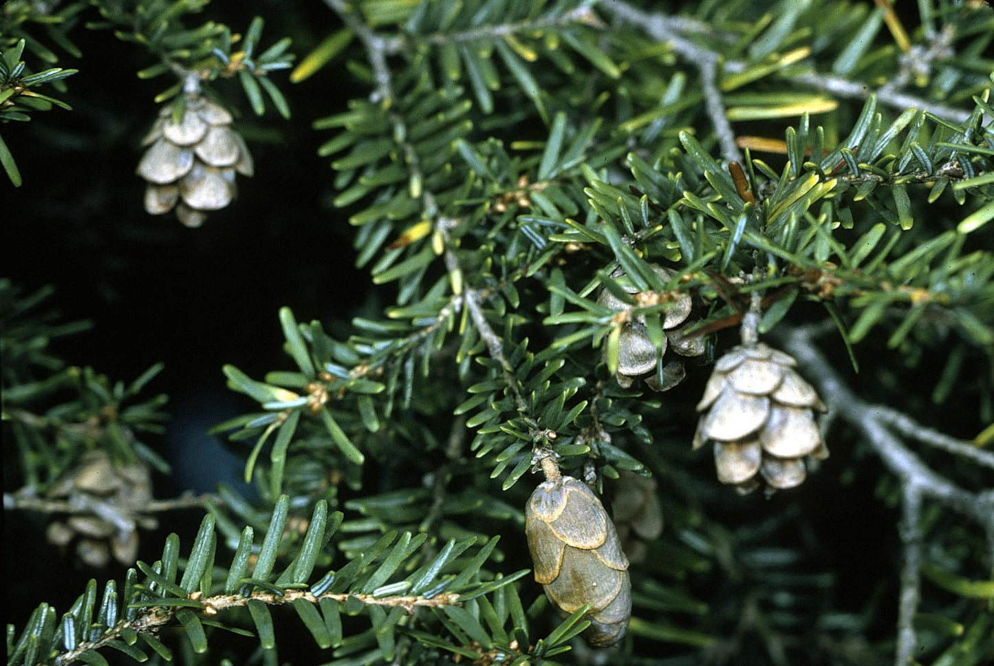 Tsuga Canadensis - View 19 from www redcrocus com