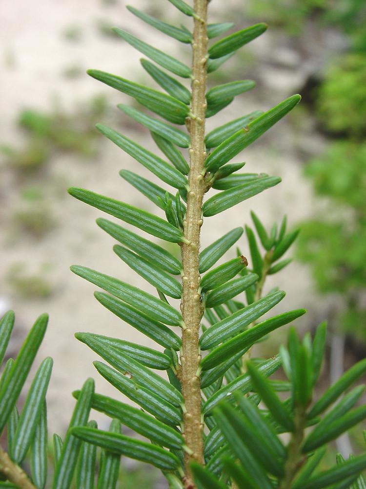 Tsuga Canadensis - View 6 from www redcrocus com
