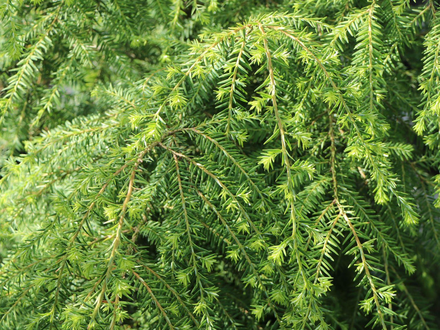 Tsuga Canadensis - View 9 from www redcrocus com