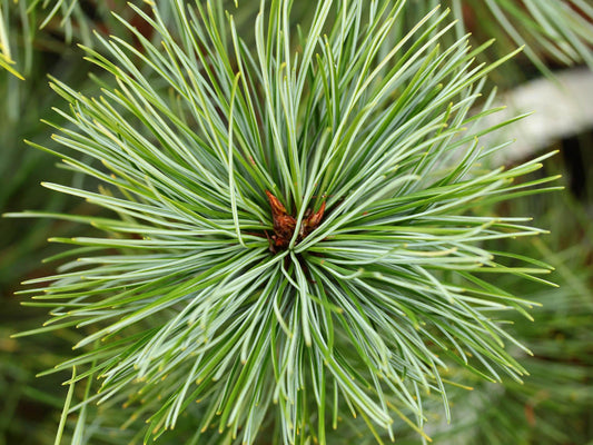 Pinus Koraiensis 'gauca Compacta' - View 12 from www redcrocus com