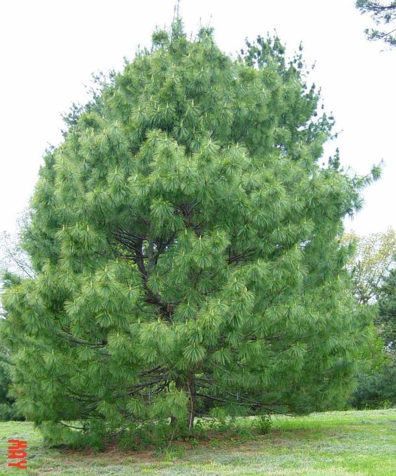 Pinus Wallichiana Prairie Giant - View 10 from www redcrocus com