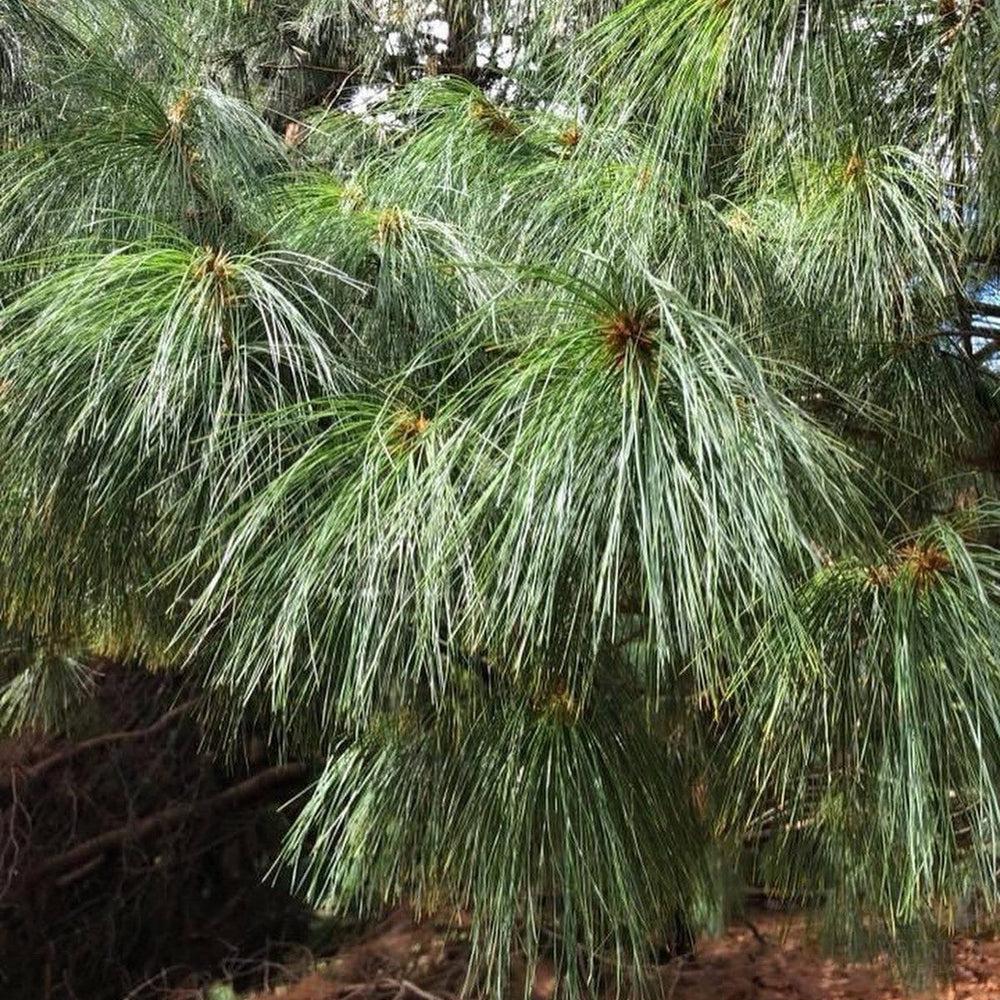 Pinus Wallichiana Prairie Giant - View 11 from www redcrocus com