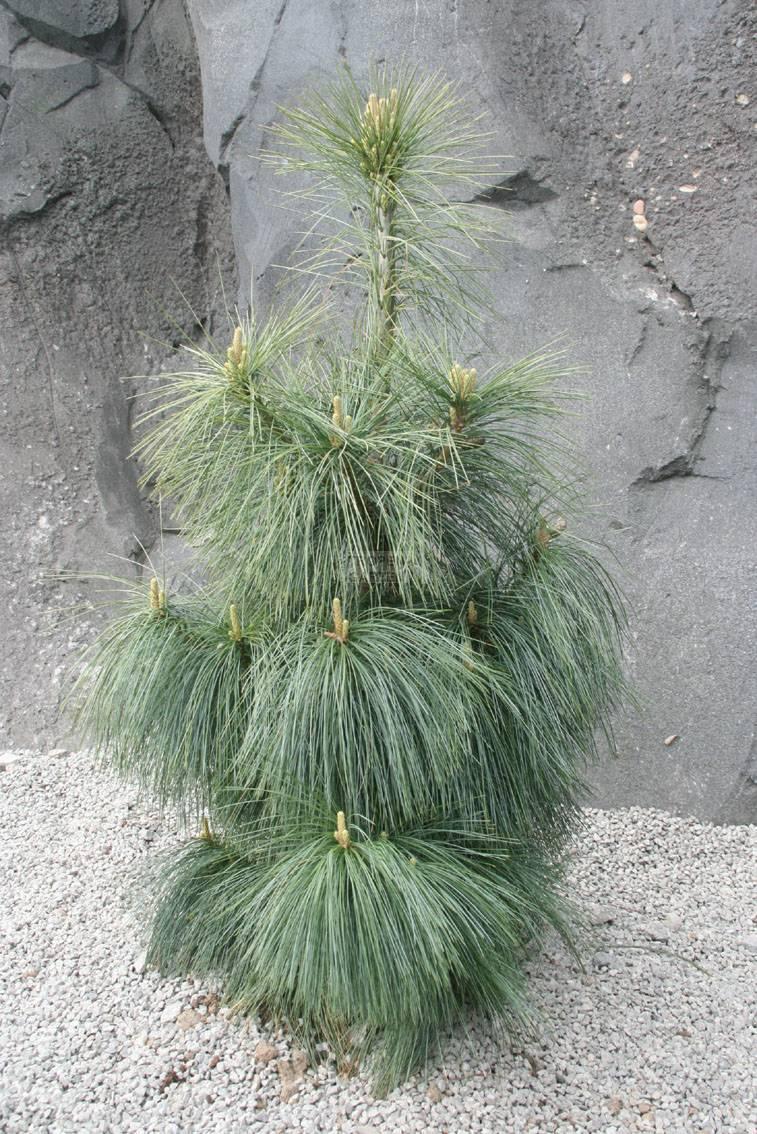 Pinus Wallichiana Prairie Giant - View 12 from www redcrocus com