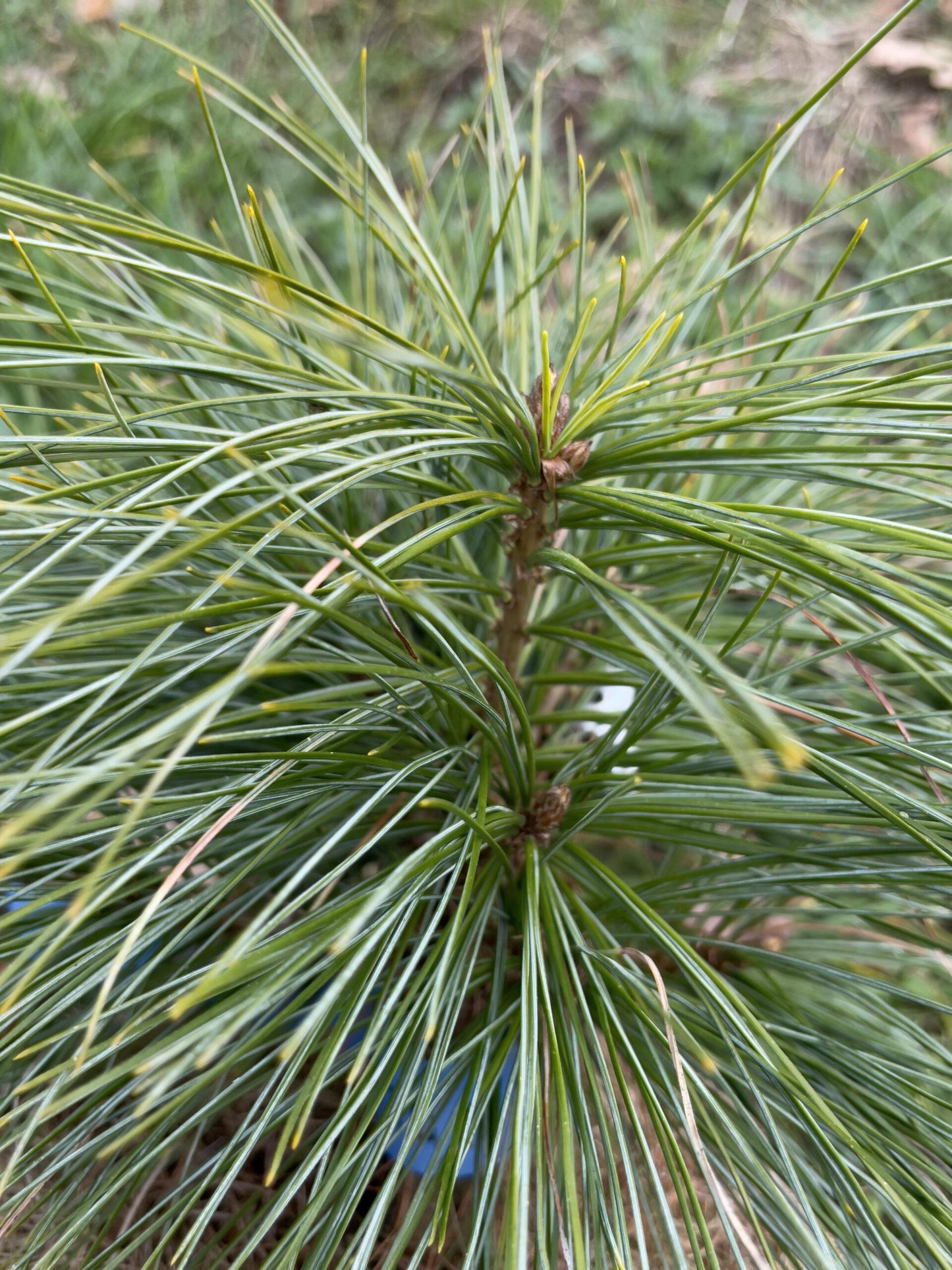 Pinus Wallichiana Prairie Giant - View 13 from www redcrocus com