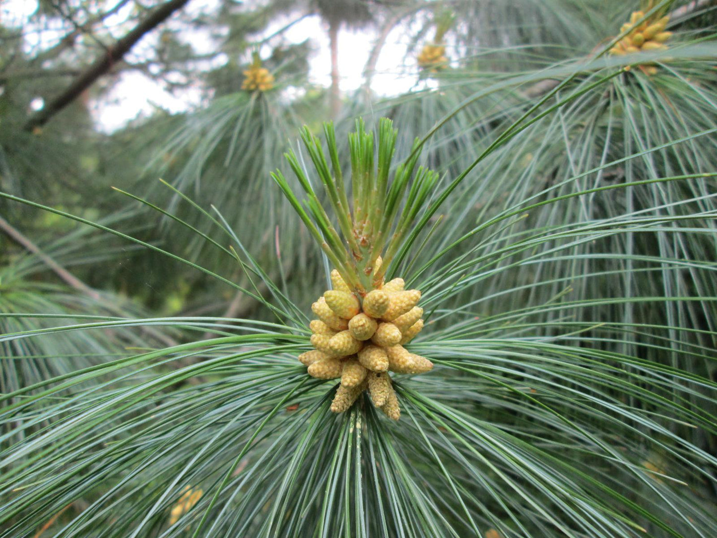 Pinus Wallichiana Prairie Giant - View 14 from www redcrocus com