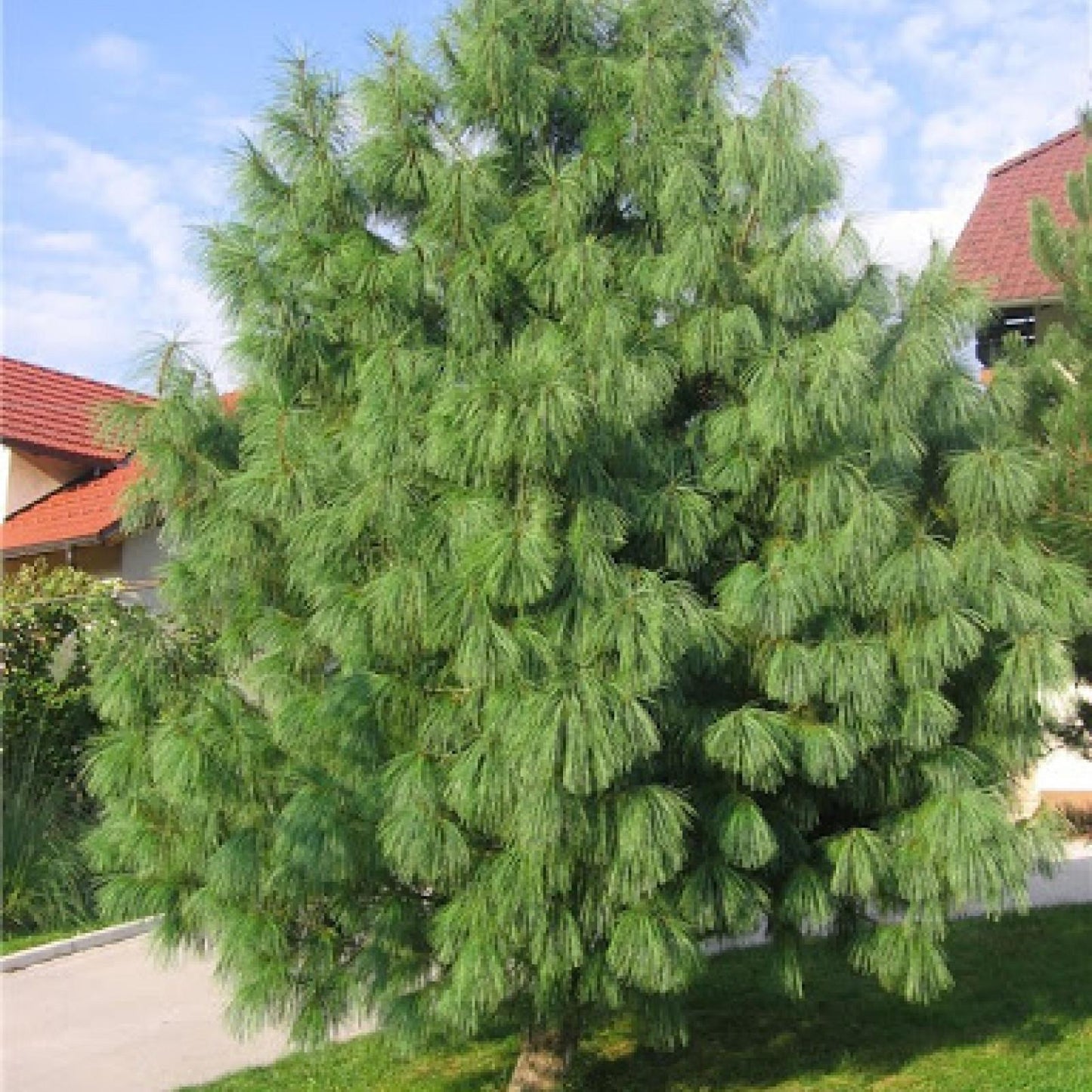 Pinus Wallichiana Prairie Giant - View 15 from www redcrocus com
