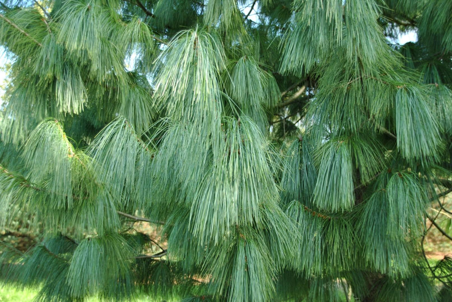 Pinus Wallichiana Prairie Giant - View 16 from www redcrocus com