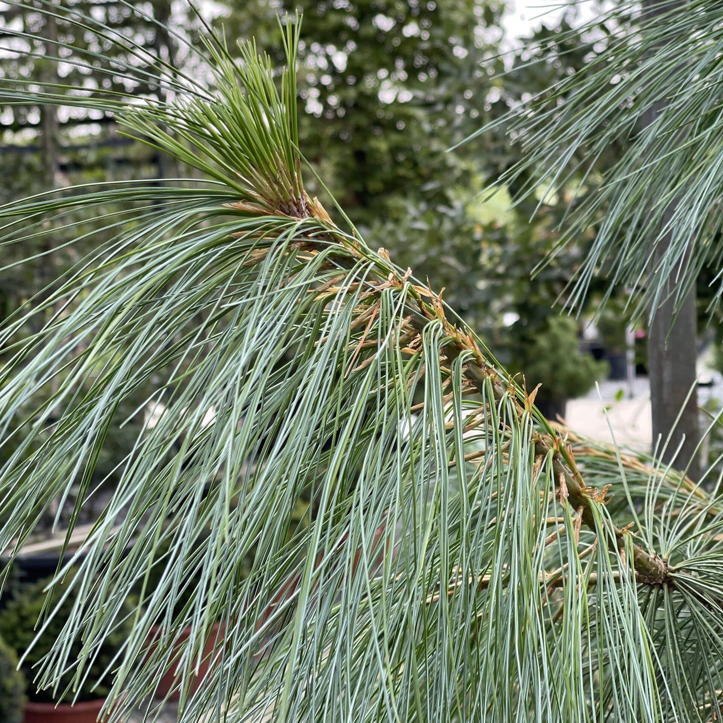 Pinus Wallichiana Prairie Giant - View 17 from www redcrocus com