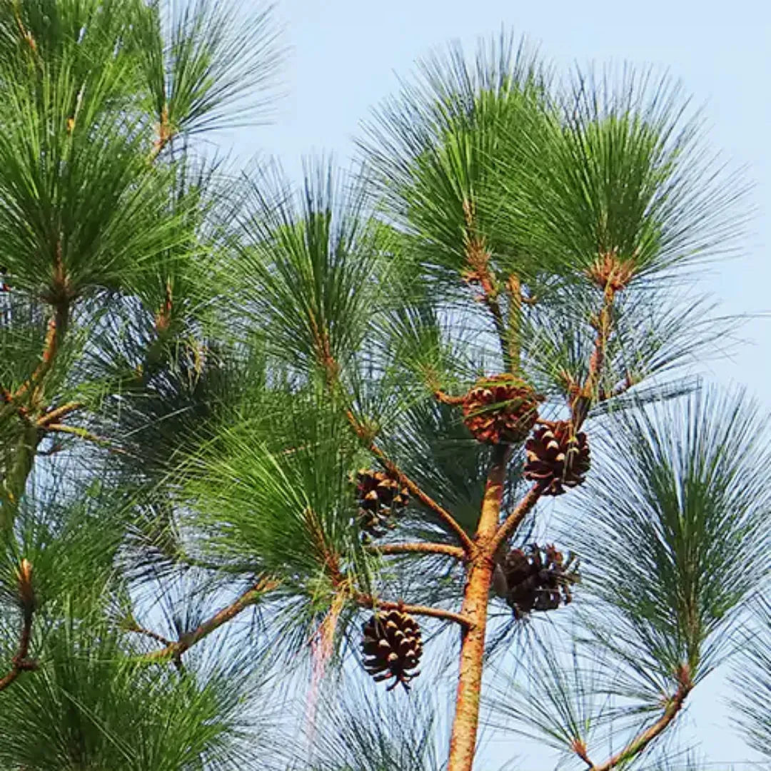 Pinus Wallichiana Prairie Giant - View 18 from www redcrocus com