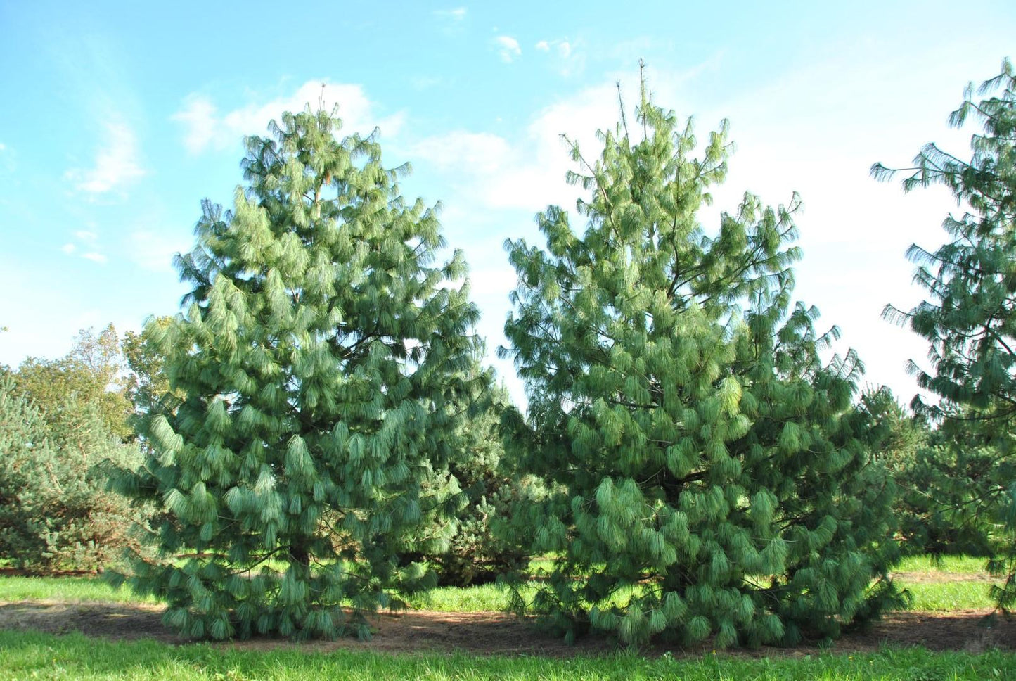 Pinus Wallichiana Prairie Giant - View 1 from www redcrocus com