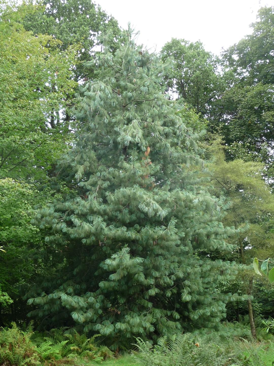 Pinus Wallichiana Prairie Giant - View 2 from www redcrocus com