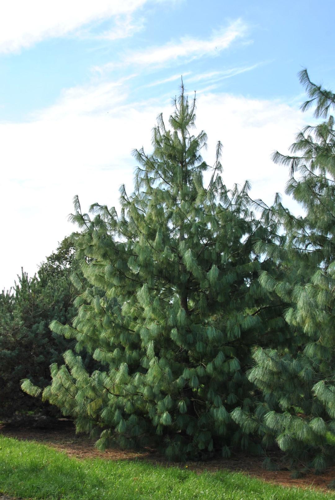 Pinus Wallichiana Prairie Giant - View 3 from www redcrocus com