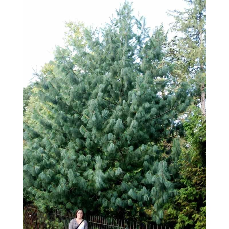 Pinus Wallichiana Prairie Giant - View 4 from www redcrocus com