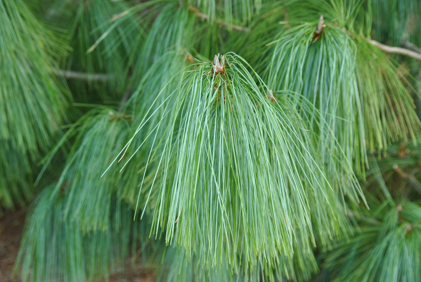 Pinus Wallichiana Prairie Giant - View 5 from www redcrocus com