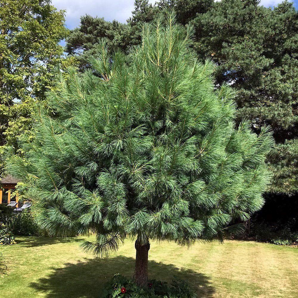 Pinus Wallichiana Prairie Giant - View 6 from www redcrocus com