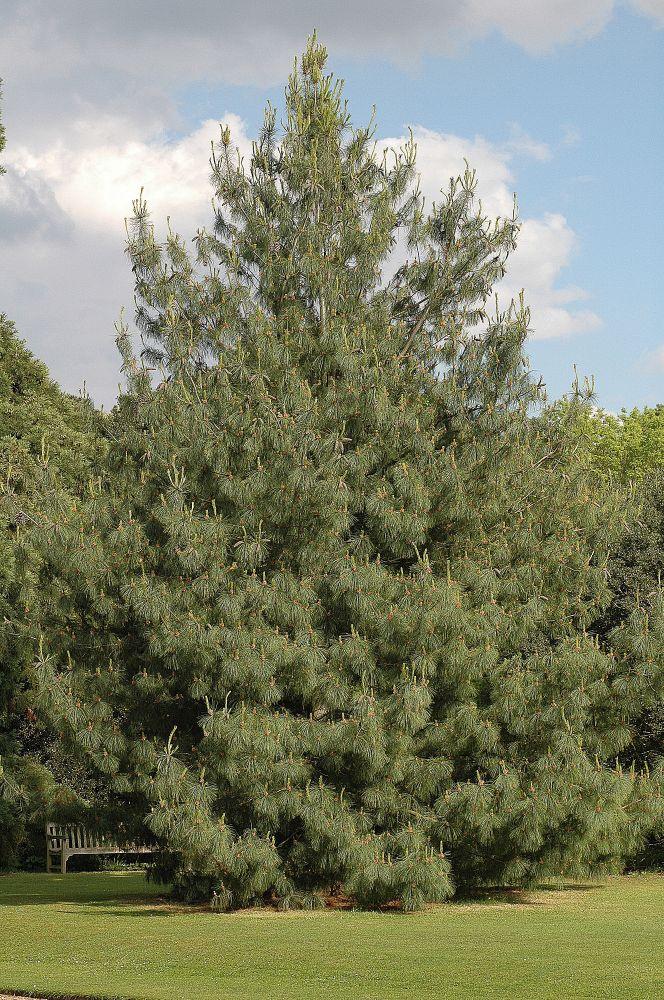 Pinus Wallichiana Prairie Giant - View 7 from www redcrocus com