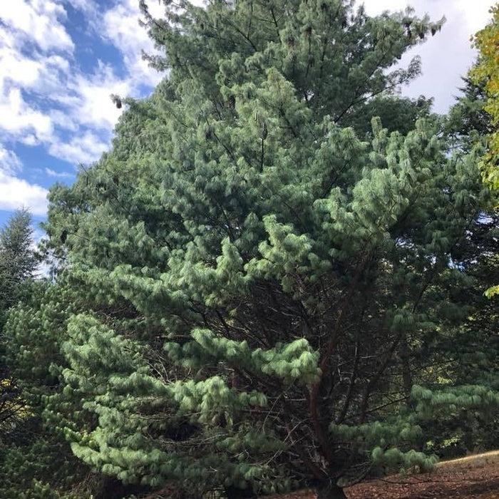 Pinus Wallichiana Prairie Giant - View 8 from www redcrocus com