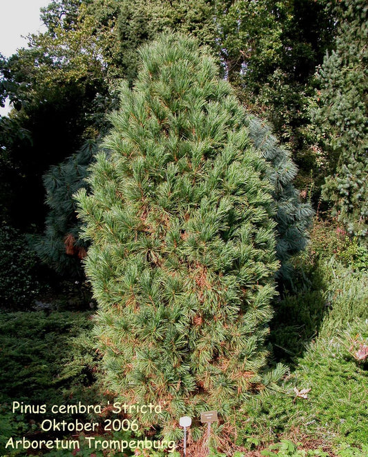 Pinus Cembra 'stricta' - View 15 from www redcrocus com
