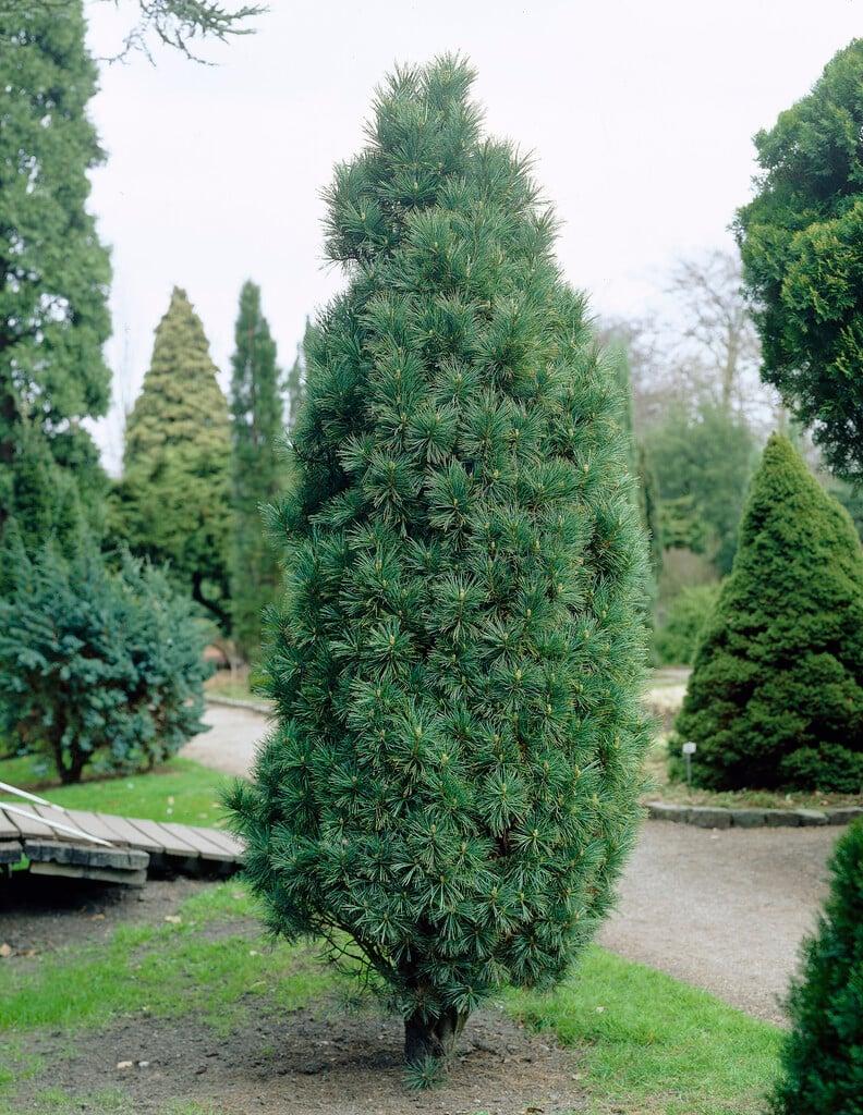 Pinus Cembra 'stricta' - View 16 from www redcrocus com