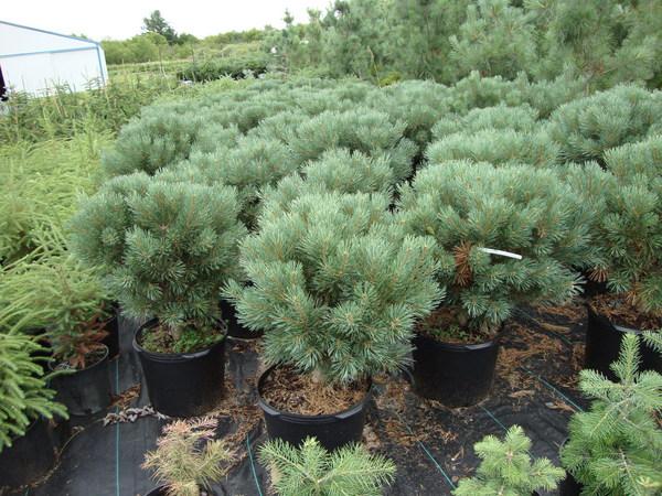 Pinus Sylvestris Glauca Nana 1 - View 12 from www redcrocus com