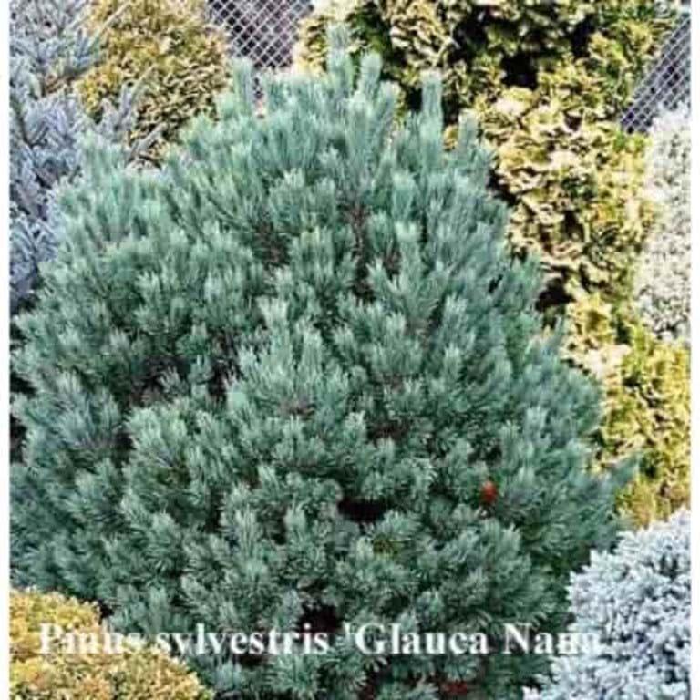 Pinus Sylvestris Glauca Nana 1 - View 13 from www redcrocus com