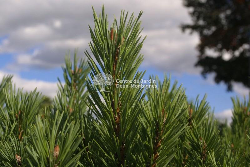 Pinus Sylvestris Glauca Nana 1 - View 14 from www redcrocus com