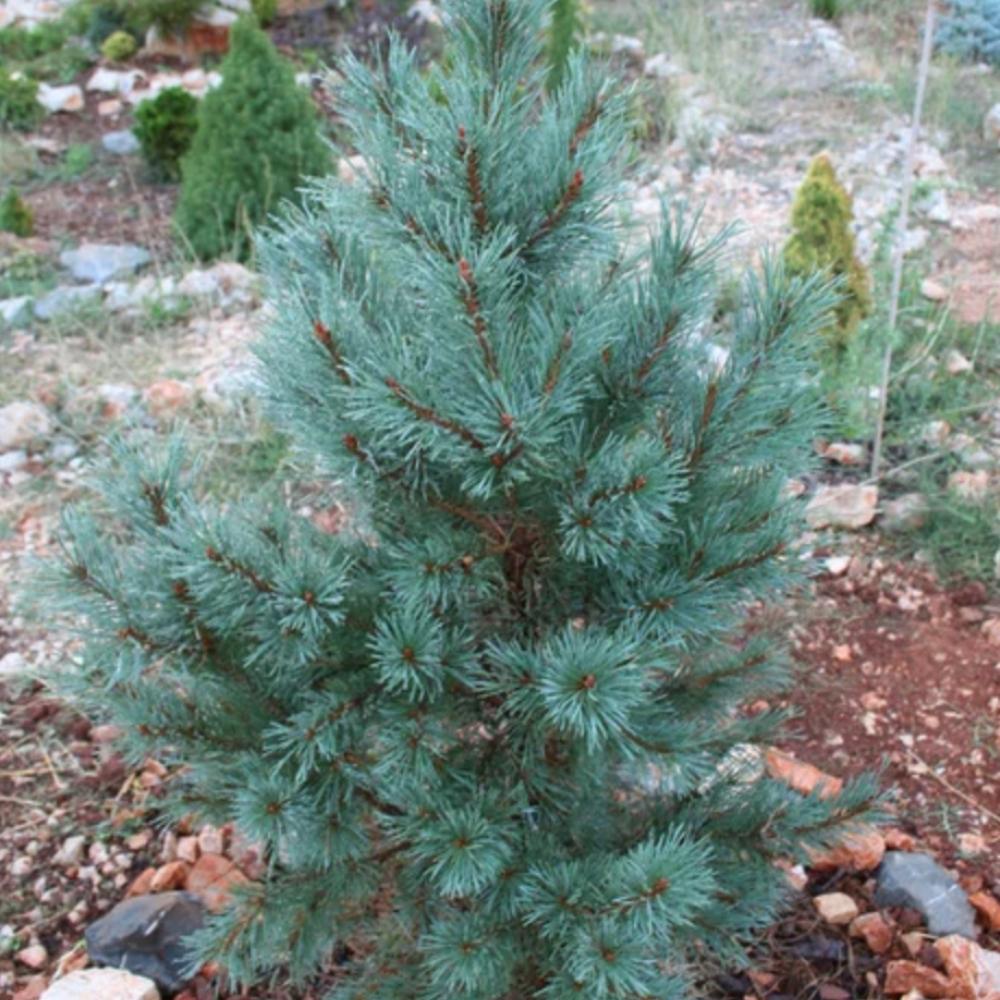 Pinus Sylvestris Glauca Nana 1 - View 15 from www redcrocus com