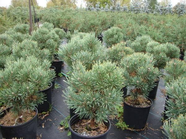 Pinus Sylvestris Glauca Nana 1 - View 16 from www redcrocus com