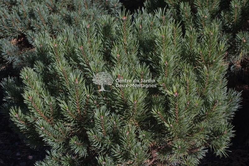 Pinus Sylvestris Glauca Nana 1 - View 17 from www redcrocus com