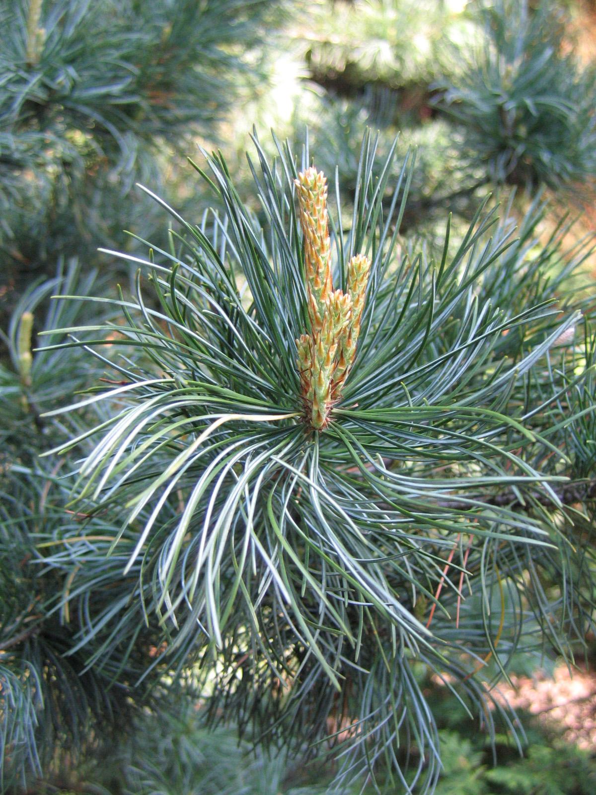 Pinus Sylvestris Glauca Nana 1 - View 1 from www redcrocus com