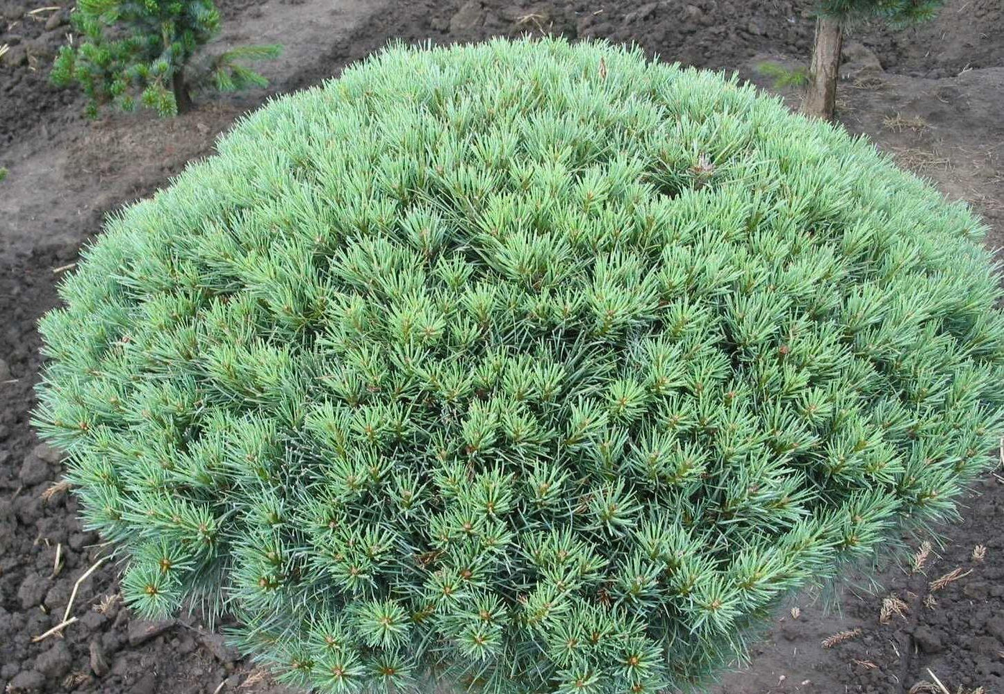 Pinus Sylvestris Glauca Nana 1 - View 2 from www redcrocus com