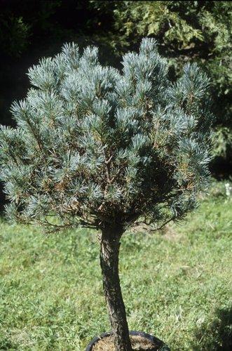 Pinus Sylvestris Glauca Nana 1 - View 3 from www redcrocus com