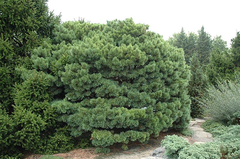 Pinus Sylvestris Glauca Nana 1 - View 5 from www redcrocus com
