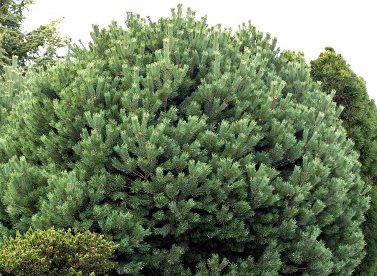 Pinus Sylvestris Glauca Nana 1 - View 6 from www redcrocus com