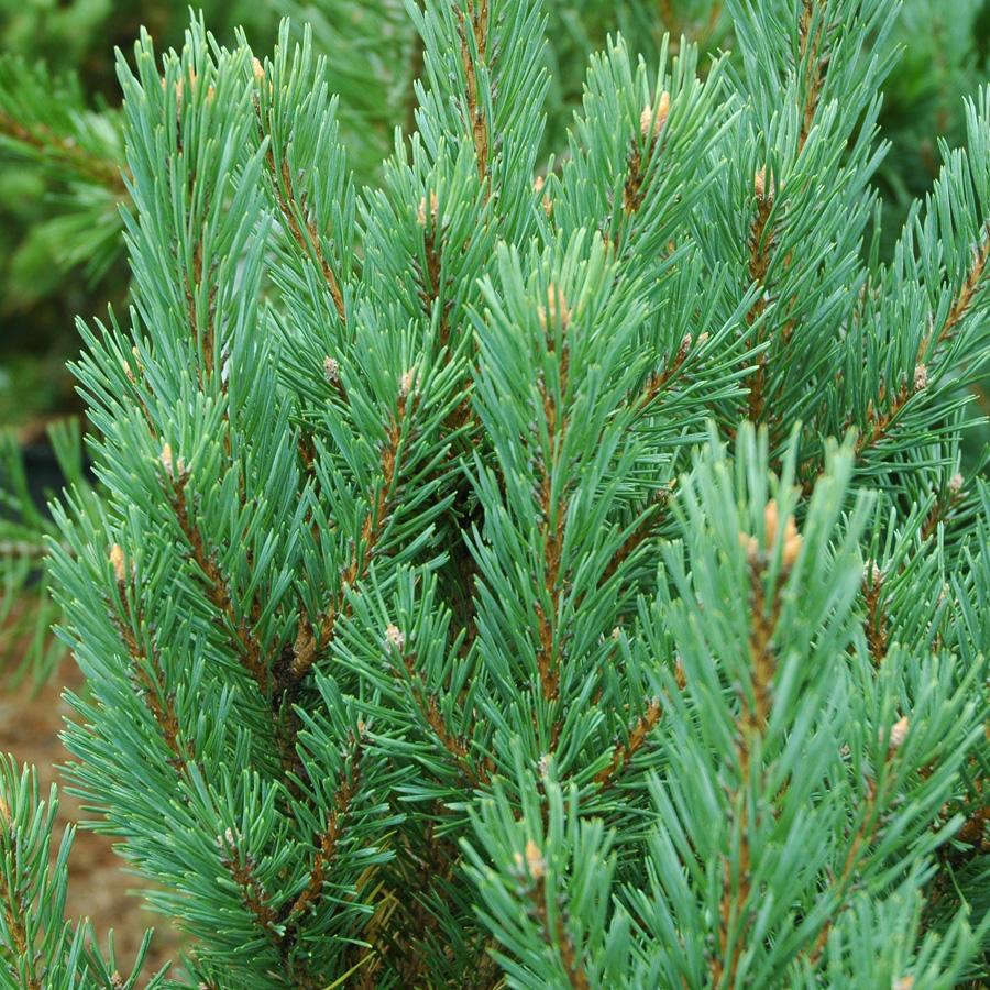 Pinus Sylvestris Glauca Nana 1 - View 7 from www redcrocus com