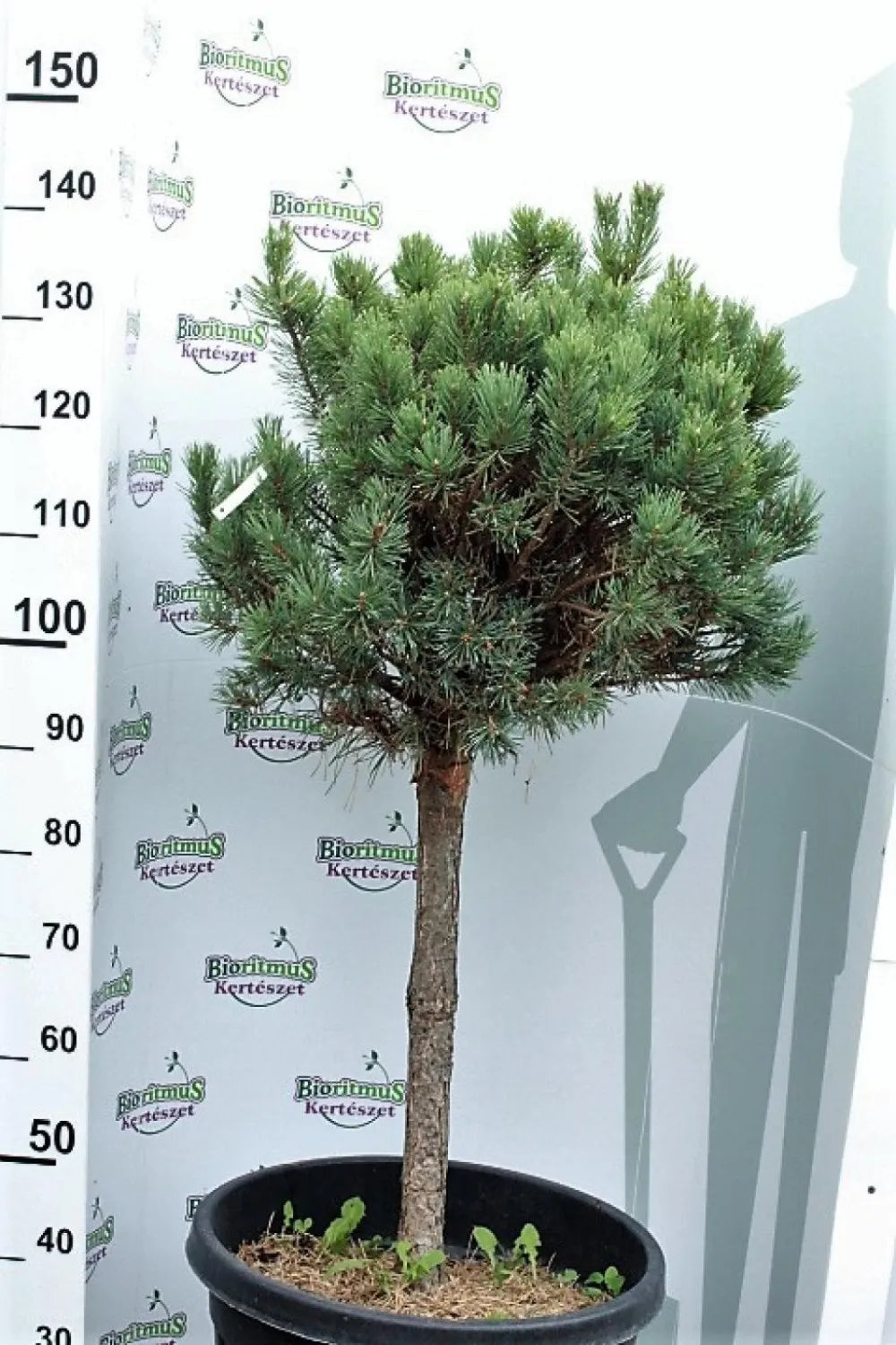 Pinus Sylvestris Glauca Nana 1 - View 9 from www redcrocus com
