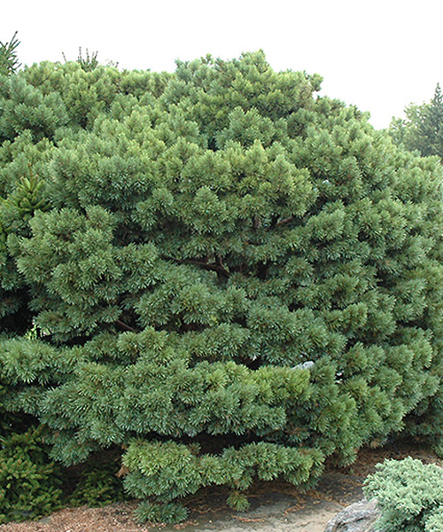 Pinus Sylvestris Glauca Nana 1 - View 9 from www redcrocus com