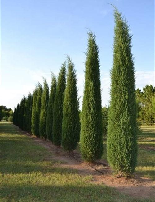 Juniperus Virginiana Taylor - View 10 from www redcrocus com