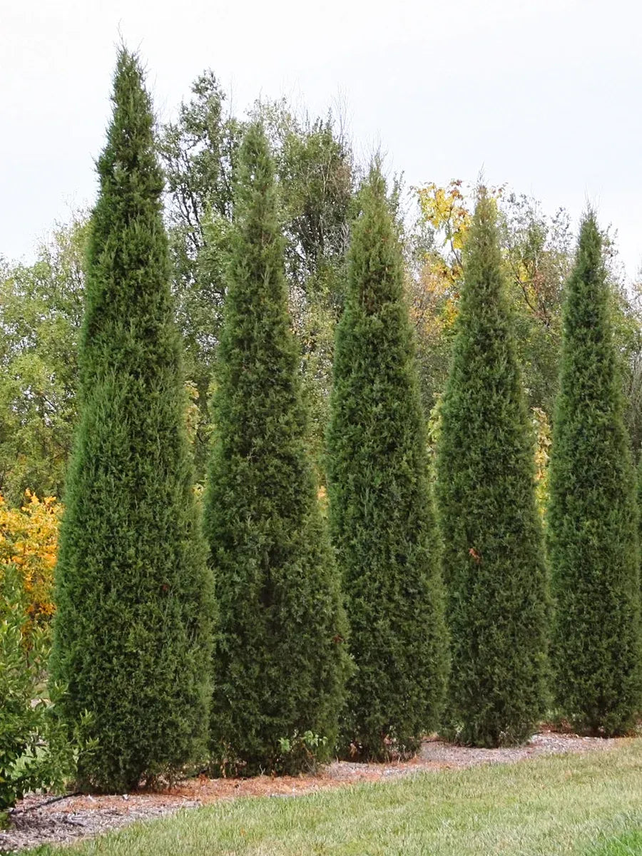 Juniperus Virginiana Taylor - View 14 from www redcrocus com
