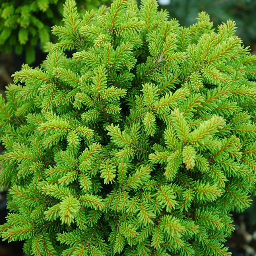 Picea Abies - View 11 from www redcrocus com
