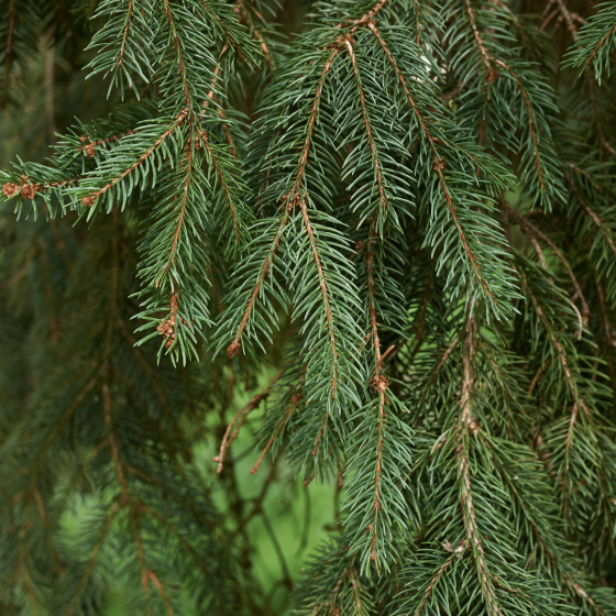 Picea Abies - View 14 from www redcrocus com