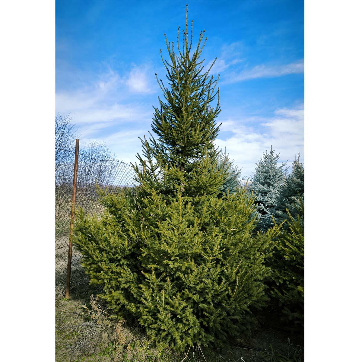 Picea Abies - View 15 from www redcrocus com