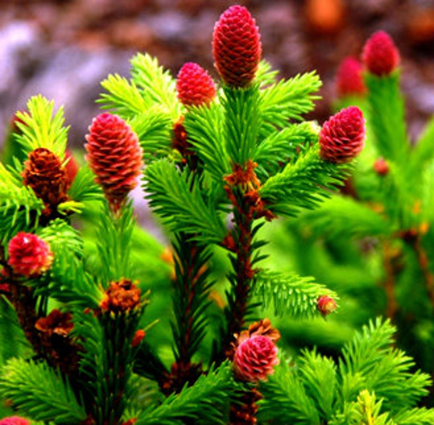 Picea Abies - View 7 from www redcrocus com